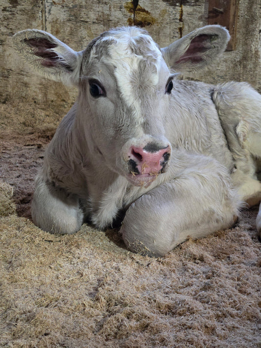 "Why are you selling a heifer?"