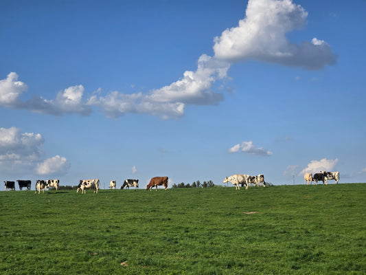What is a Cull Cow?