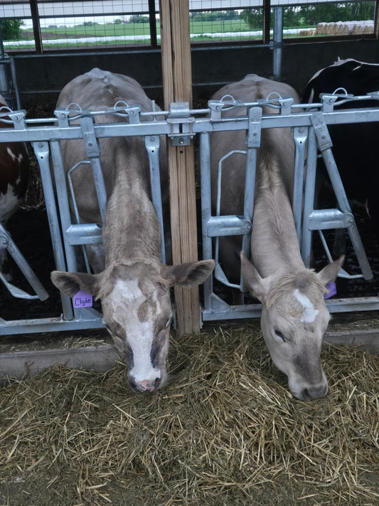 Do We Eat Dairy Cattle? What's The Scoop?