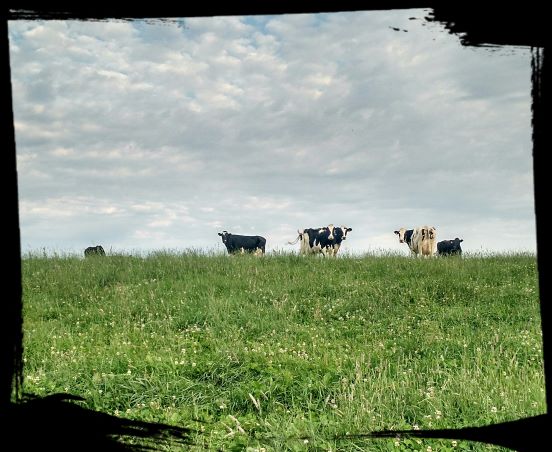 For the Cows